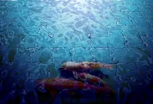 koi 1440x900 wallpaper Art HD Wallpaper